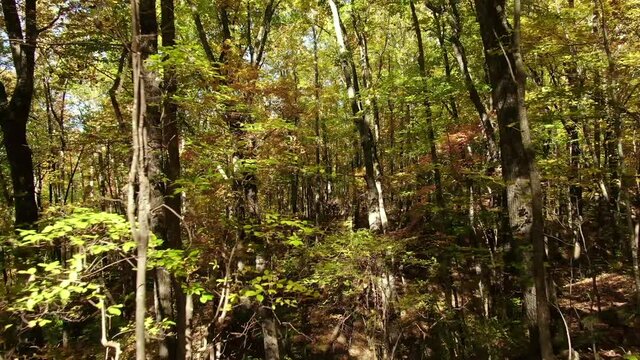 Hiking in beautiful mountain forest at Yonah Mountain during the fall season
