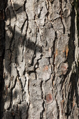 Light and shadow on tree bark
