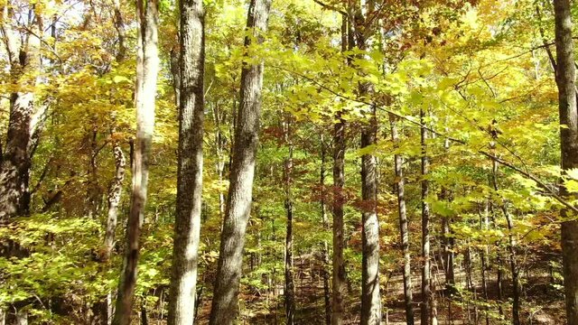 Hiking in beautiful mountain forest at Yonah Mountain during the fall season