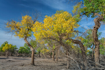 中国内蒙古阿拉善额济纳胡杨林