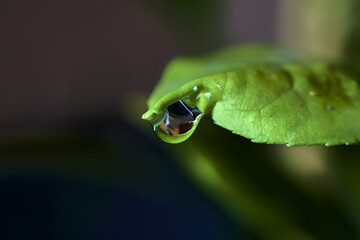 Closeup of a green leaf of a plant, with a raindrop on the tip