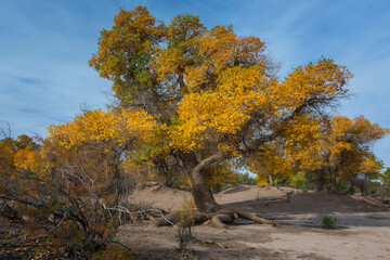 中国内蒙古阿拉善额济纳胡杨林