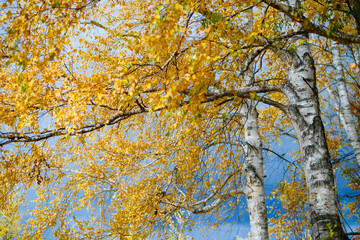 Fototapeta premium 秋の白樺