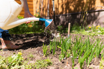 A woman in the garden is engaged in plants and takes care of them.
