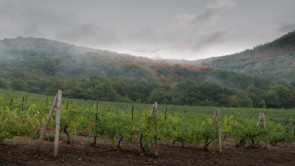 Evening mist over green hills