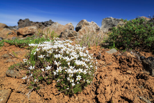 White flowers of alpine sandwort (Minuartia obtusiloba). Wild flowers in the mountains. Tundra plants. Wildflowers growing in the Arctic. Northern nature of Chukotka and Siberia. Far East of Russia.