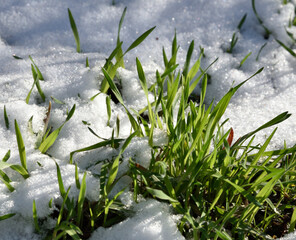 first snow covered the lush green grass