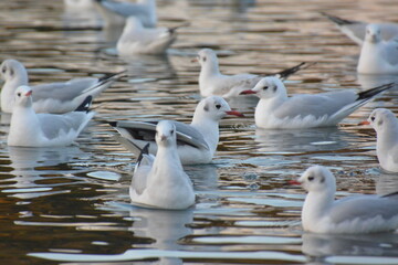 海辺のユリカモメとウミネコの群れ