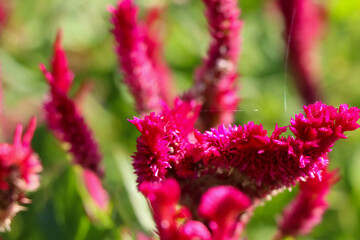 Yellow Celosia argentea are blooming at day