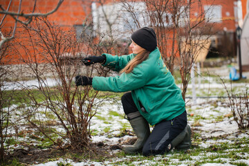 Caucasian beautiful woman gardener prunes branches with pruning shears, winter pruning of plants,...