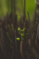 Retrato de una Mantis religiosa