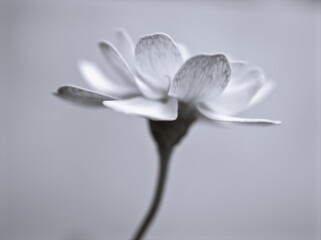 flower in black and white image, Zinnia flower for background ,old style photo, macro image, blurred flower	