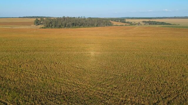 Aerial view of mature sorghum fiel in Brazil