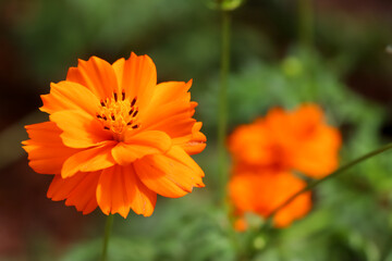 Orange Cosmos sulphureus Cav flower are blooming