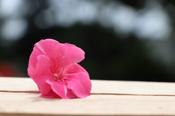 Nerium oleander are blooming and white background