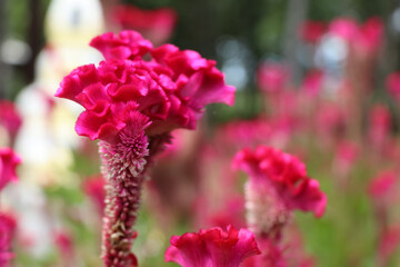 Celosia argentea are blooming at day