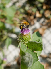 Nahansicht einer Ackerhummel