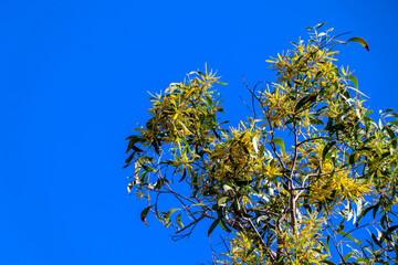 Acacia auriculiformis Cunn are blooming at day