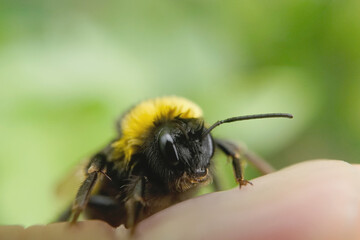 Erdhummel auf einen Finger