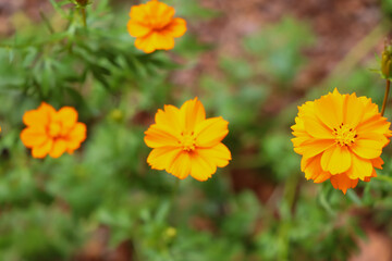 Orange Cosmos sulphureus Cav flower are blooming