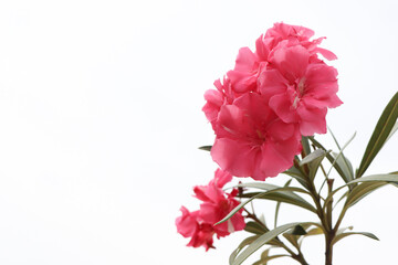Nerium oleander are blooming and white background