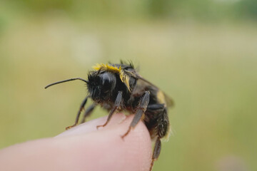 Erdhummel auf einen Finger