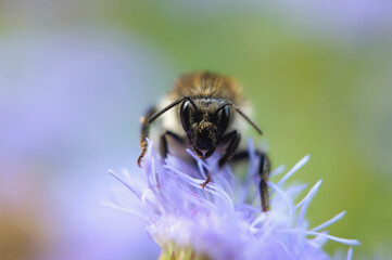 Nahansicht einer Erdhummel