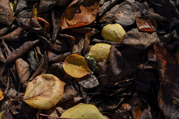 Las hojas secas caídas de los árboles dejan una hermosa alfombra natural en el jardín. Imagen de alto contraste donde se resalta el color brillante de las hojas en otoño.