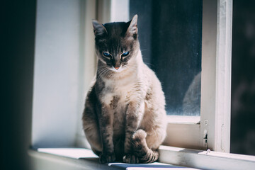 Gatito triste al lado de una ventana
