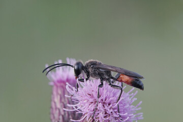 Nahansicht einer Langstielgrabwespe auf einer Distel