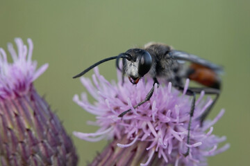 Nahansicht einer Langstielgrabwespe auf einer Distel