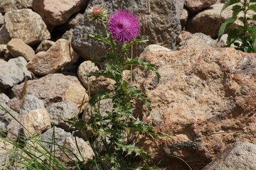 Caucasian thistle plant Carduus in brown mountain stones