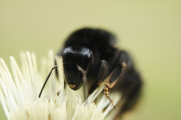 Nahansicht einer Erdhummel