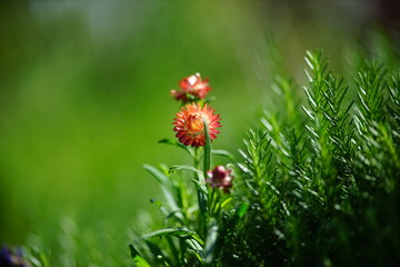 オレンジ色のヘリクリサム