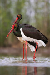 Pair of black stork, ciconia nigra, courting during breeding season in lake. Concept of love and creating bond between two wild animals in spring nature. Vertical composition of large bird species in