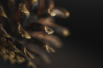 Spruce pine cone on a black background. Minimalism.