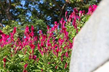 Celosia argentea are blooming at day