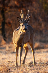 Roe deer, capreolus capreolus, with antlers covered in velvet standing on meadow in winter. Roebuck looking to the camera on dry field. Wild mammal watching in forest with backlit.