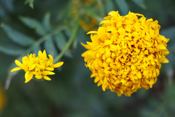 Yellow Tagetes erecta are blooming