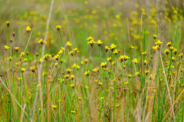 Xyridaceae beautiful field full of yellow