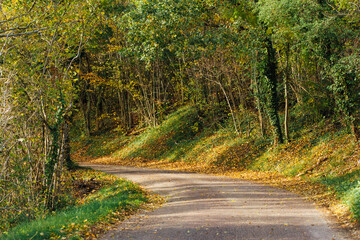 Naklejka premium une route dans une forêt automnale
