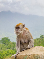 bukittinggi, sumatera barat/ indonesia- 06 15 2013 : monkey funny screaming expression
