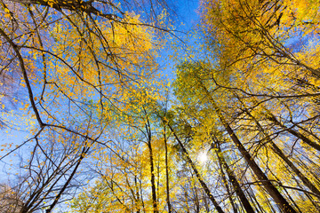 View on yellow autumn trees with blue sky