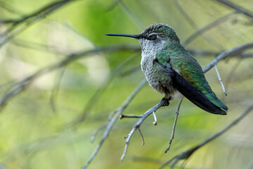 sleepy hummingbird on a branch