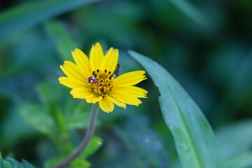 Wedelia trilobata flower are blooming in garden
