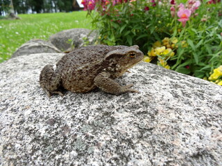 Large toad on a stone