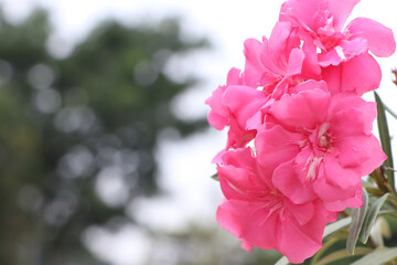 Nerium oleander are blooming 