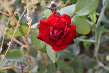 beautiful red rose