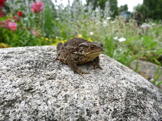 Large toad on a stone