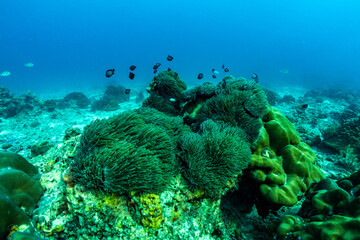 Fototapeta na wymiar underwater scene with coral reef and fish.